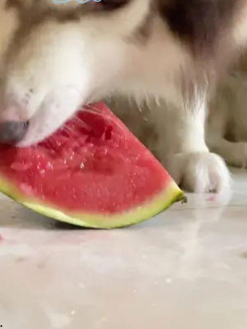 网红狗吃瓜,揭秘娱乐圈背后的秘密