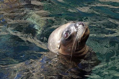 海狗吃瓜意思,揭秘海洋生物的趣味食趣