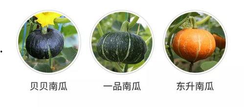 新瓜吃不吃,探索时下流行美食的奥秘