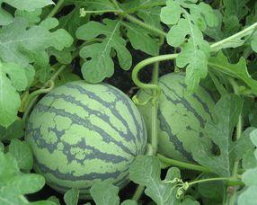 拳头瓜孕妇可以吃吗,安全与营养两不误