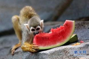 泉州海洋吃瓜,吃瓜群众的味蕾盛宴