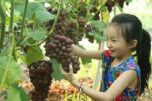 泉州海洋吃瓜,吃瓜群众的味蕾盛宴