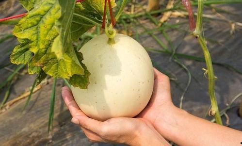 吃瓜娄子上火,实用攻略