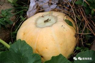 丑丑吃瓜,揭秘娱乐圈的甜蜜与苦涩