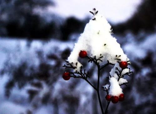 雪迷宫吃瓜,揭秘神秘事件背后的真相与谜团