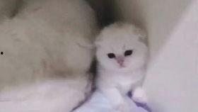 忆崽崽吃瓜视频,揭秘娱乐圈幕后故事