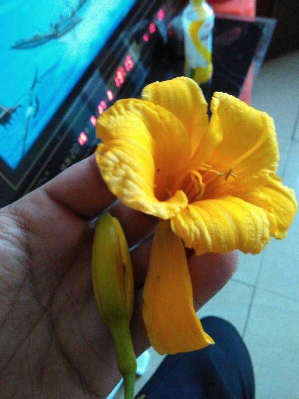 乳瓜花可以吃吗,美味可口的天然食材探索