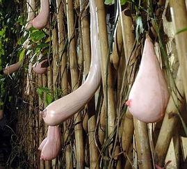 乳瓜花可以吃吗,美味可口的天然食材探索