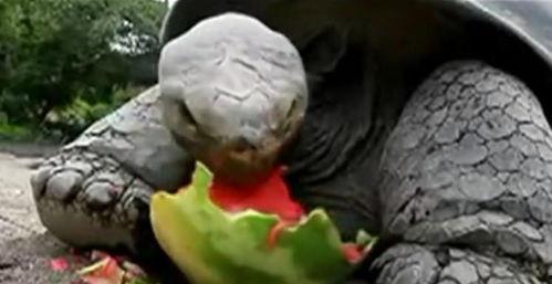 老王八吃瓜,揭秘娱乐圈背后的秘密与八卦