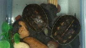 老王八吃瓜,揭秘娱乐圈背后的秘密与八卦