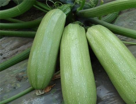 拂手瓜的瓜尖可以吃吗,美味与营养的双重享受