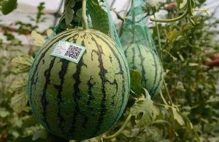 新乐市吃瓜事件