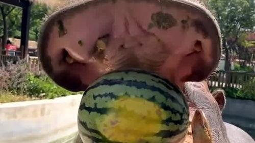 大型翻车现场吃瓜,一场惊心动魄的“瓜界盛宴”