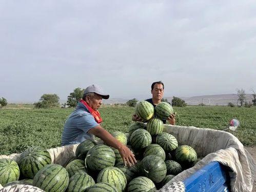 北美吃瓜不打伞,吃瓜不打伞，夏日清凉新风尚