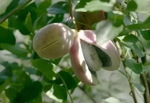 吃八月瓜野生,探寻大自然的馈赠