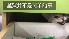 吃瓜吃一半被拉走,揭秘吃瓜背后的故事