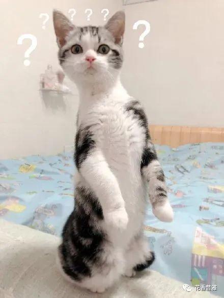 猫在吃瓜含义,揭秘猫咪吃瓜背后的趣味故事