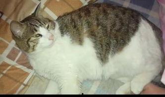 猫在吃瓜含义,揭秘猫咪吃瓜背后的趣味故事