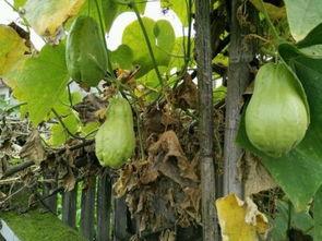 土耳瓜和红薯能一起吃吗