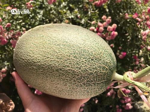 山东结婚吃瓜,一场热闹非凡的吃瓜盛宴