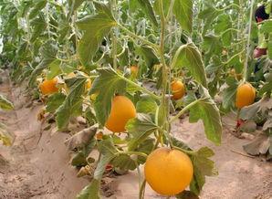 绿洲冒险吃瓜,瓜田里的奇幻之旅