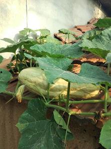 吃瓜叶的视频,视频带你领略瓜叶美食的魅力