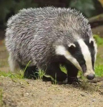 吃瓜的獾,吃瓜獾的趣味生活揭秘
