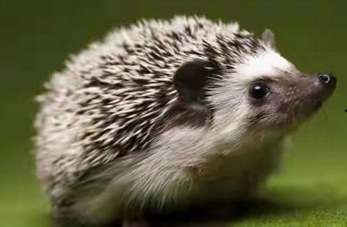 吃瓜的獾,吃瓜獾的趣味生活揭秘