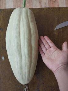 吃瓜叶的视频,视频带你领略瓜叶美食的魅力