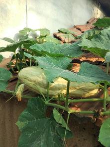 吃瓜叶的视频,视频带你领略瓜叶美食的魅力