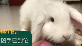 吃瓜的兔子516,揭秘娱乐圈背后的那些事儿