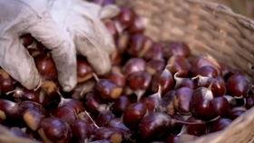 老鸭瓜怎么吃,解锁美味新体验