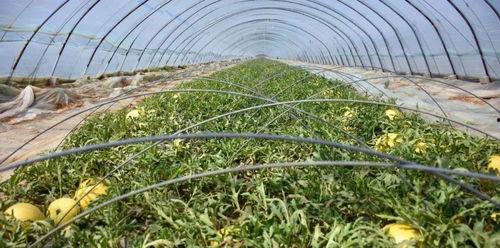 威海免费吃瓜地方,寻味瓜田，共享清凉时光