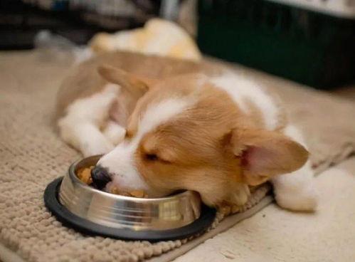 冰冻鸡瓜能给狗吃吗,狗狗能否享用的美味佳肴？