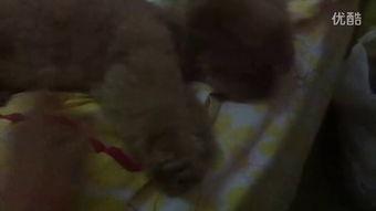 认真的吃瓜视频,一场网络现象的深度剖析