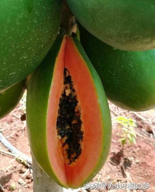 经期吃三月瓜,三月瓜助力女性健康调理”