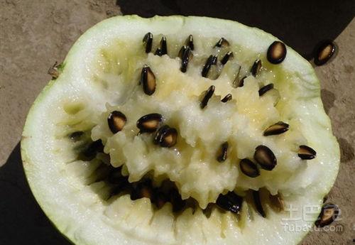 吃籽瓜长肉吗,吃籽瓜真的能长肉吗？揭秘籽瓜的营养与功效