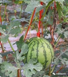 520吃瓜有什么福利,惊喜福利大放送！