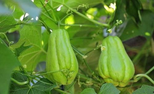 怀孕了可以吃佛手瓜