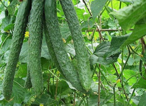 每日吃瓜往日大瓜,盘点娱乐圈那些年我们追过的热点事件