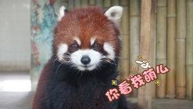 阿瓜怎么吃,解锁各种美味吃法