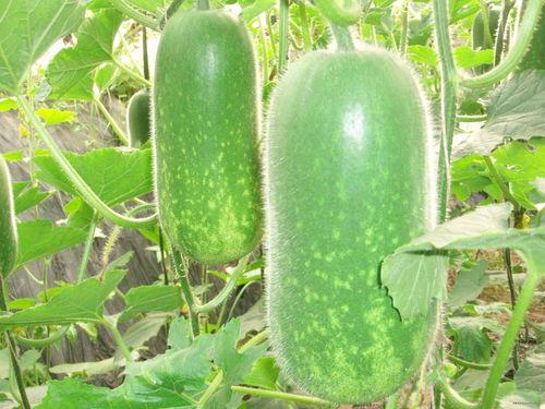 吃瓜大赛每日聚集,瓜界盛宴，精彩不断