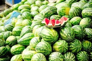 吃瓜大赛每日聚集,瓜界盛宴，精彩不断