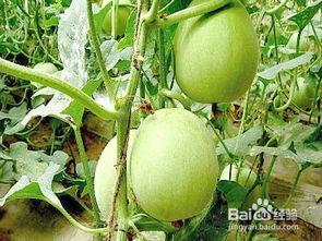 怀孕付瓜可以吃吗,付瓜是否适宜食用