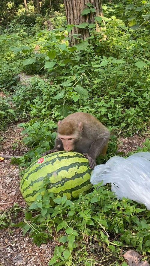 候子吃瓜,揭秘娱乐圈幕后故事