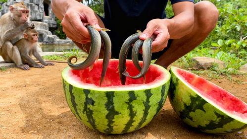 候子吃瓜,揭秘娱乐圈幕后故事