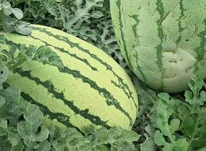 乳山鲜瓜如何吃,尽享夏日清新滋味