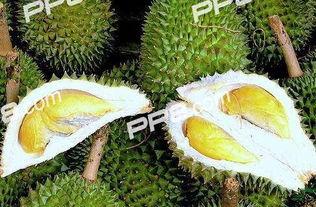 吃瓜哥榴莲,揭秘热带果王背后的故事