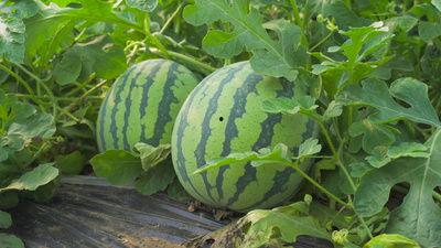 陇南同城吃瓜视频,揭秘当地美食背后的故事