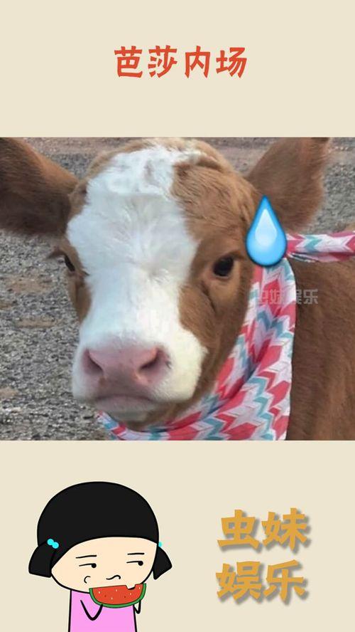 抖音蟒蛇吃瓜,抖音上的自然奇观